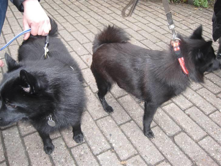 Schipperke Sylvester - Sylle sammen med sin mor, men jeg gider hende ikke mere. billede 19