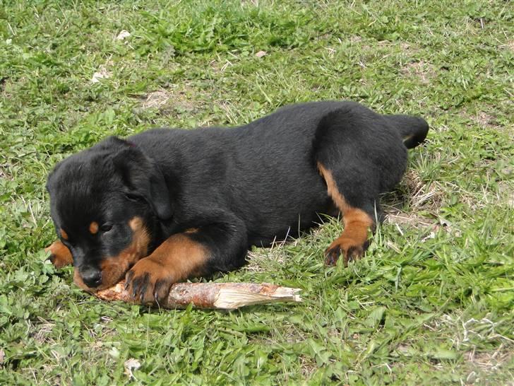 Rottweiler (Zakoda) Tyson billede 6