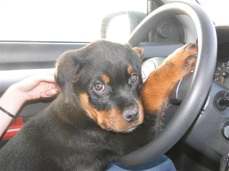 Rottweiler (Zakoda) Tyson billede 7