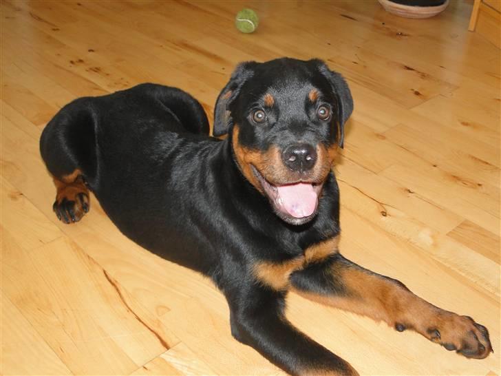 Rottweiler (Zakoda) Tyson billede 8