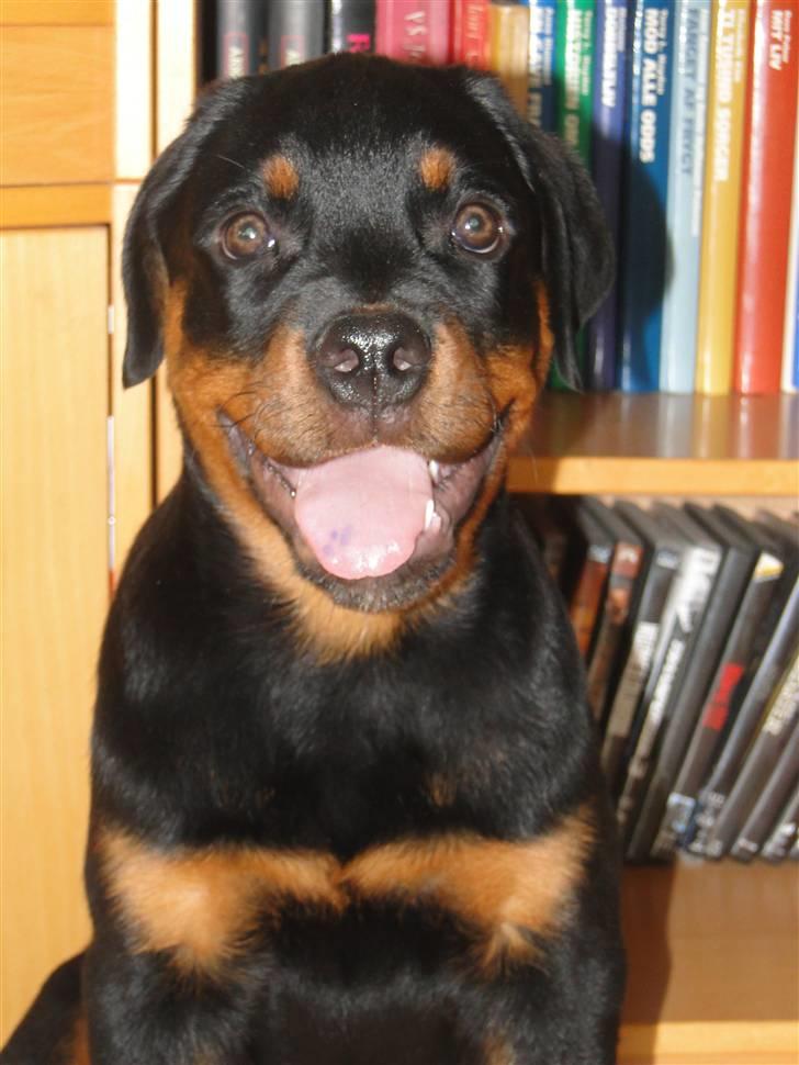 Rottweiler (Zakoda) Tyson billede 9