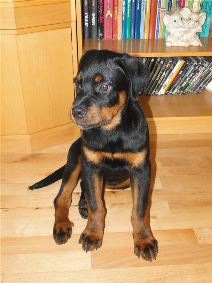 Rottweiler (Zakoda) Tyson billede 11