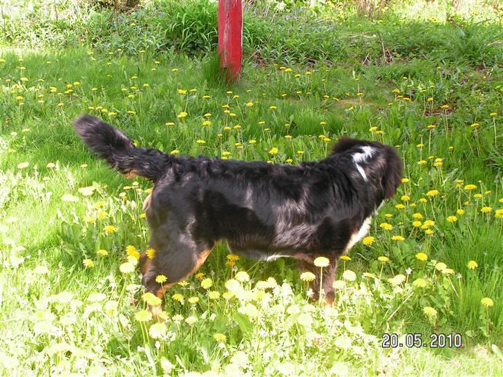 Berner sennenhund Anton billede 14