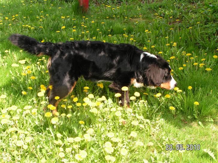 Berner sennenhund Anton - Maj 2010 nyder det grønne græs billede 15