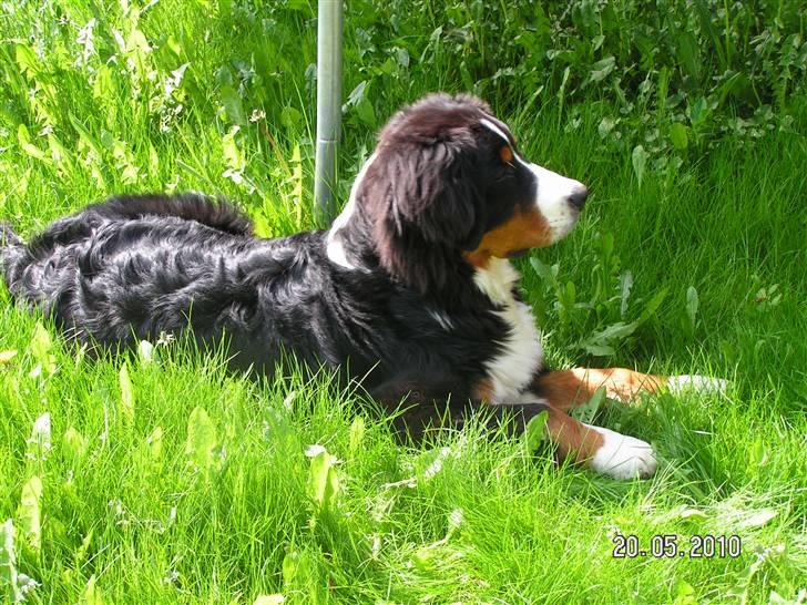 Berner sennenhund Anton billede 16