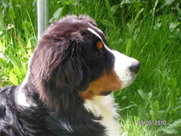 Berner sennenhund Anton billede 17