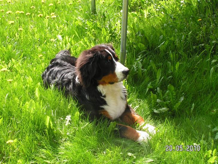 Berner sennenhund Anton - jeg ved godt jeg er lækker billede 18