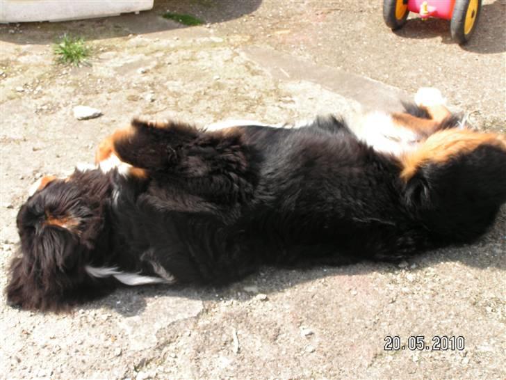 Berner sennenhund Anton - jeg tar lige en slapper i solen billede 19