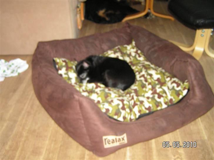 Blanding af racer B´sen RIP 8/10-2010 billede 15