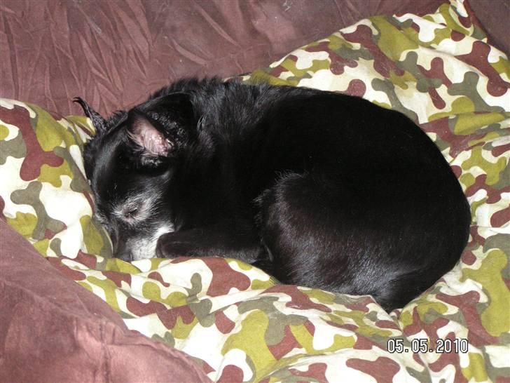 Blanding af racer B´sen RIP 8/10-2010 billede 16