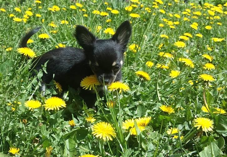 Chihuahua Pixie - Lerches Miss Ofelia billede 13