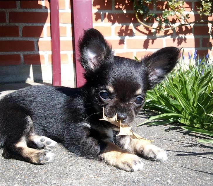 Chihuahua Pixie - Lerches Miss Ofelia - 11/04-10 billede 7