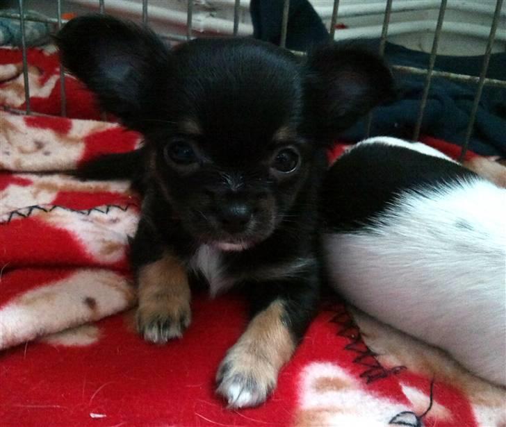 Chihuahua Pixie - Lerches Miss Ofelia - 01/04-10 billede 17