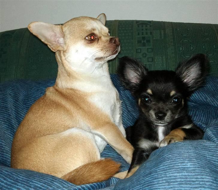 Chihuahua Pixie - Lerches Miss Ofelia - 06/05-10 billede 16