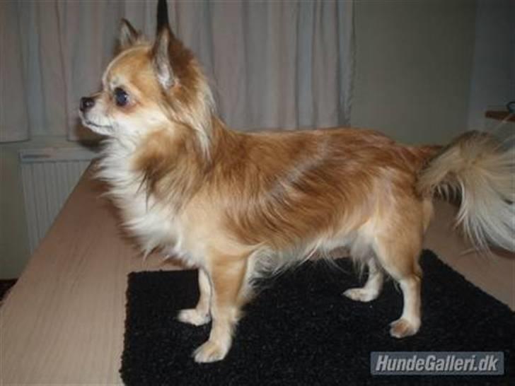 Chihuahua Pixie - Lerches Miss Ofelia - Far, Balle billede 20