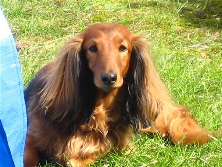 Dansk svensk gaardhund Hugo - Nuser, min sjove lange dovne ven.. billede 15