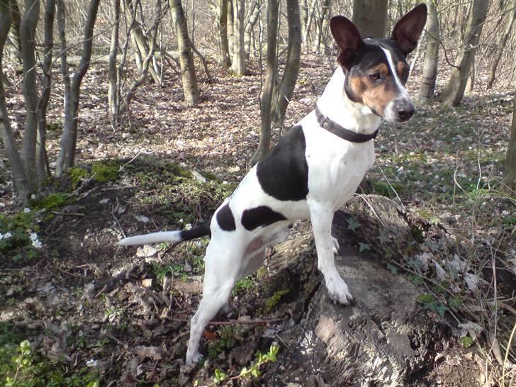 Dansk svensk gaardhund Hugo - Elsker og posere.. smiler billede 16