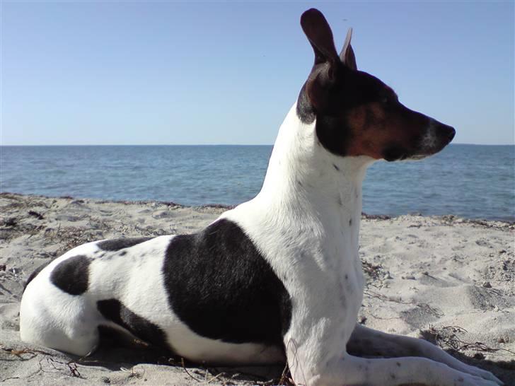 Dansk svensk gaardhund Hugo - En sund og rask dreng!!  billede 18
