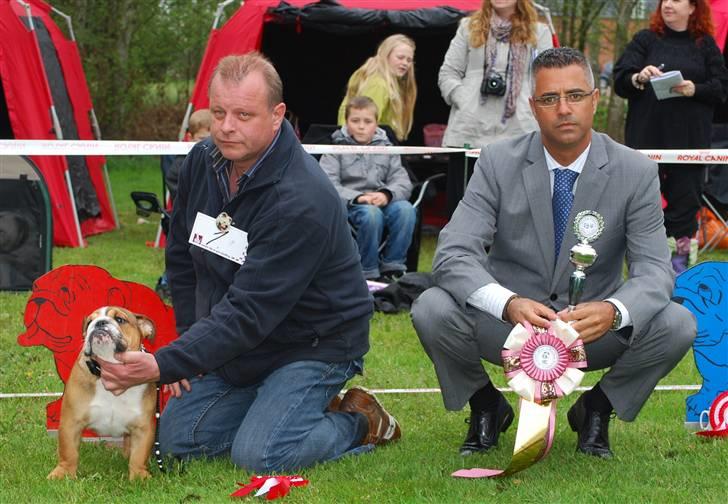 Engelsk bulldog  Asger - Best baby billede 12