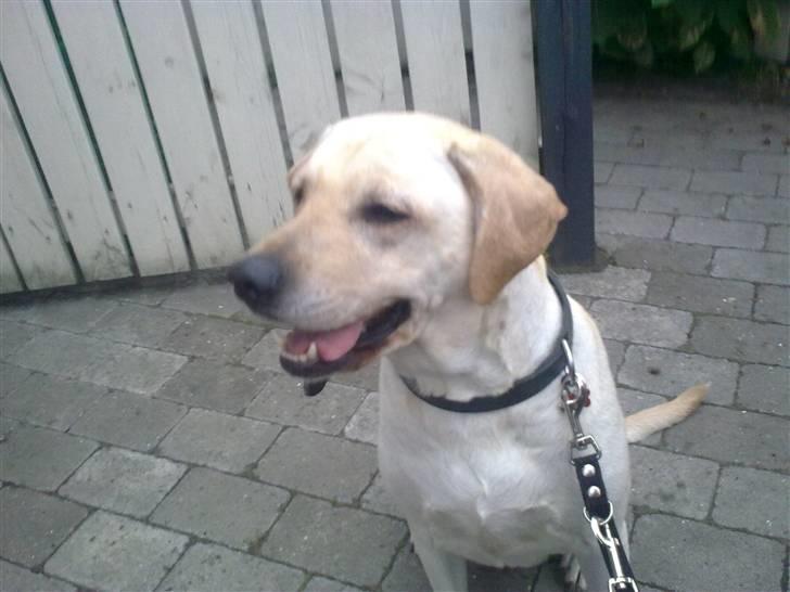 Labrador retriever Melanie billede 13