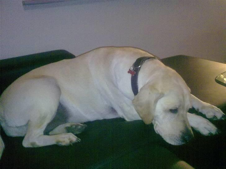 Labrador retriever Melanie billede 14