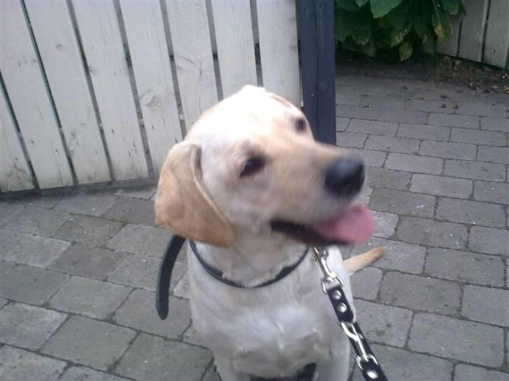 Labrador retriever Melanie billede 15