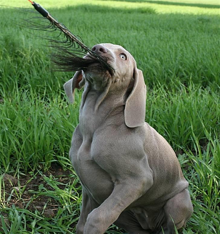 Weimaraner Hot Shoot´s Lotto (Anden) HD-A - GOT YAARH! billede 7