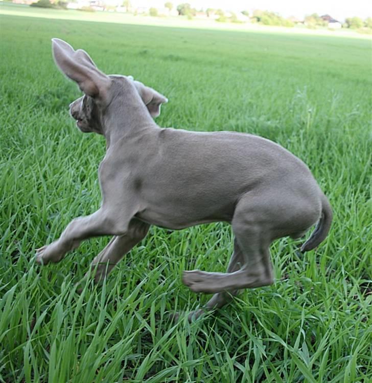 Weimaraner Hot Shoot´s Lotto (Anden) HD-A billede 8