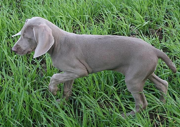 Weimaraner Hot Shoot´s Lotto (Anden) HD-A - 11 uger - har allerede taget stand flere gange :o) billede 9