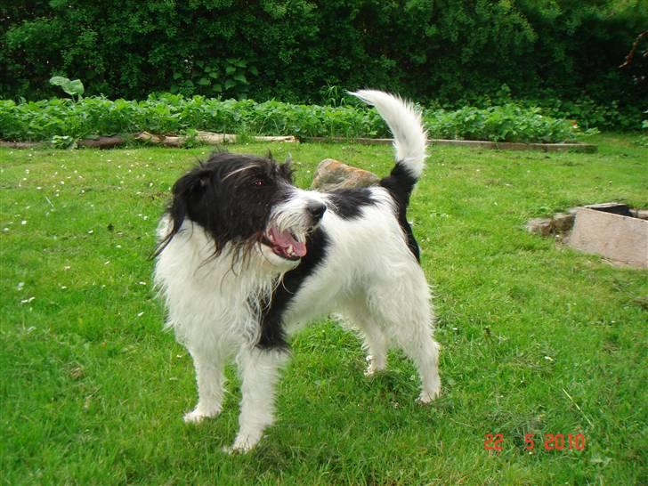 Blanding af racer Tøsen - Taget d. 22/05-10 billede 12