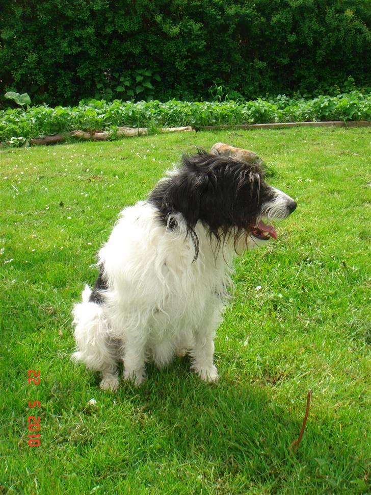 Blanding af racer Tøsen - Taget d. 22/05-10 billede 13