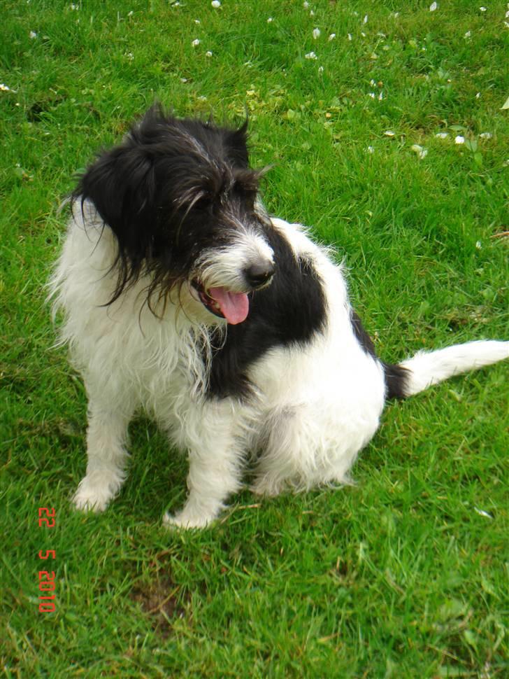 Blanding af racer Tøsen - Taget d. 22/05-10 billede 14