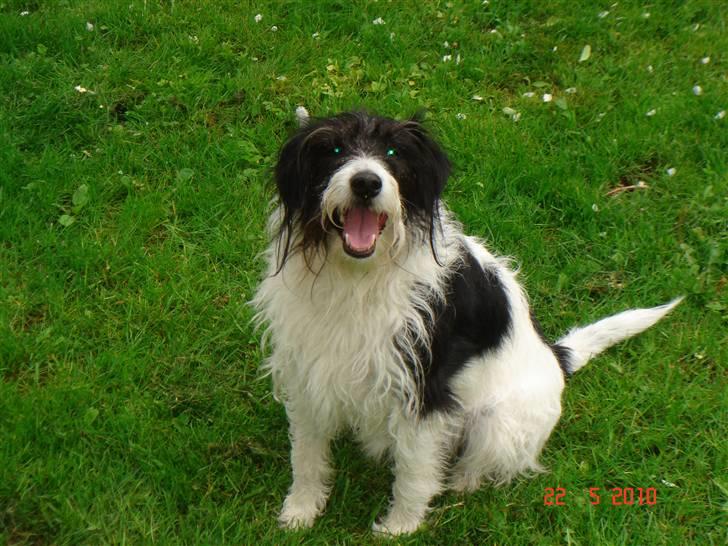 Blanding af racer Tøsen - Taget d. 22/05-10 billede 15