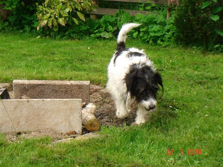 Blanding af racer Tøsen - Taget d. 22/05-10 billede 16