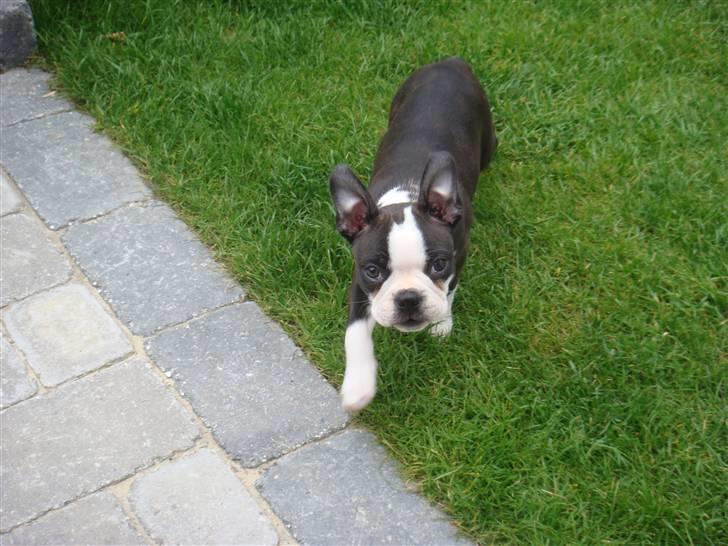 Boston terrier Malou billede 11