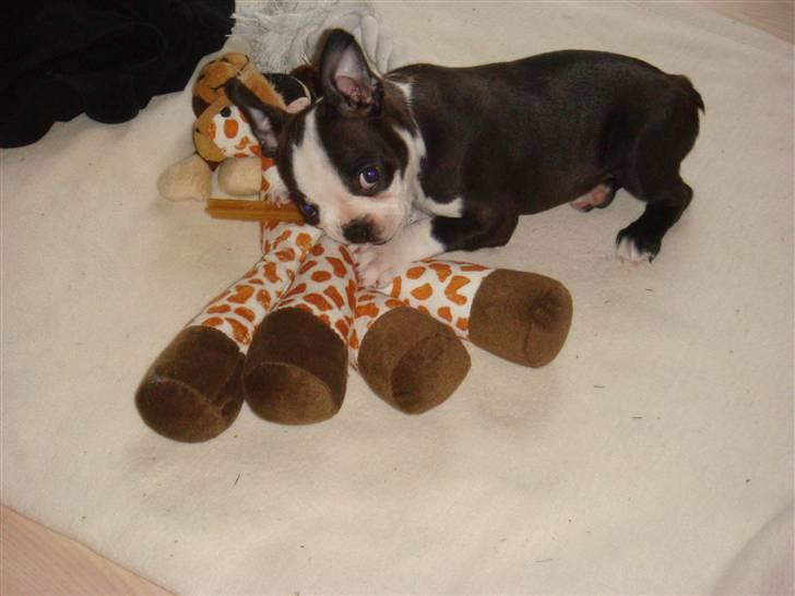 Boston terrier Malou billede 12
