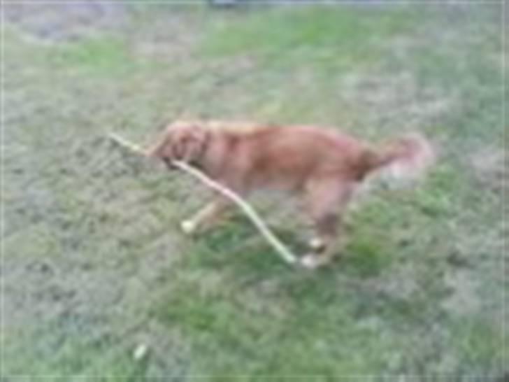 Nova scotia duck tolling retriever | Nova **V.B.H** - Nova Vs. pind :D billede 17