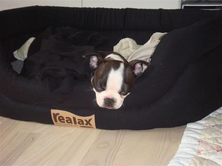 Boston terrier Malou billede 13