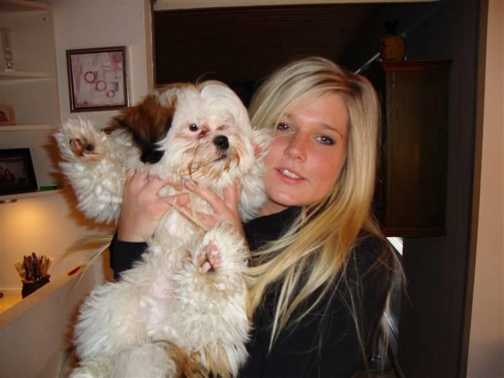 Shih tzu BUSTER - Mors hund:) billede 9