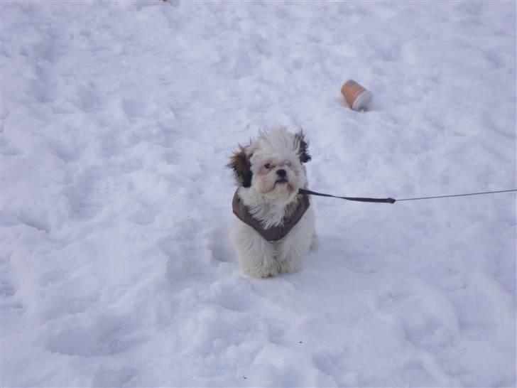 Shih tzu BUSTER billede 10