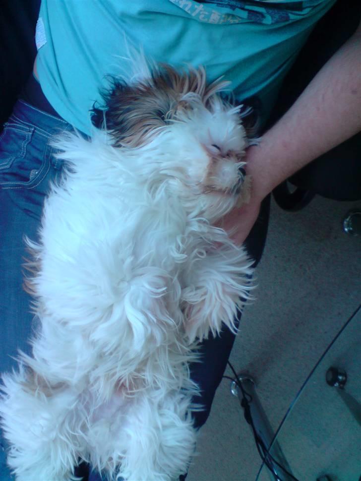 Shih tzu BUSTER billede 11