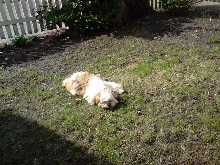 Shih tzu BUSTER billede 12