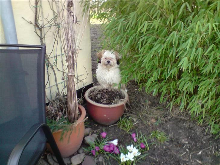 Shih tzu BUSTER billede 13