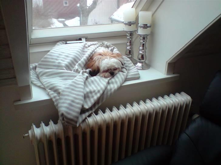 Shih tzu BUSTER - Lille Buster elsker og ligge og sove i vinduet, hver dag:) billede 14