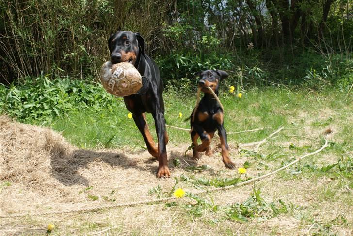 Dobermann Dobergaarden F Chikita - Du skal ikke stikke af med MIN bold... billede 9