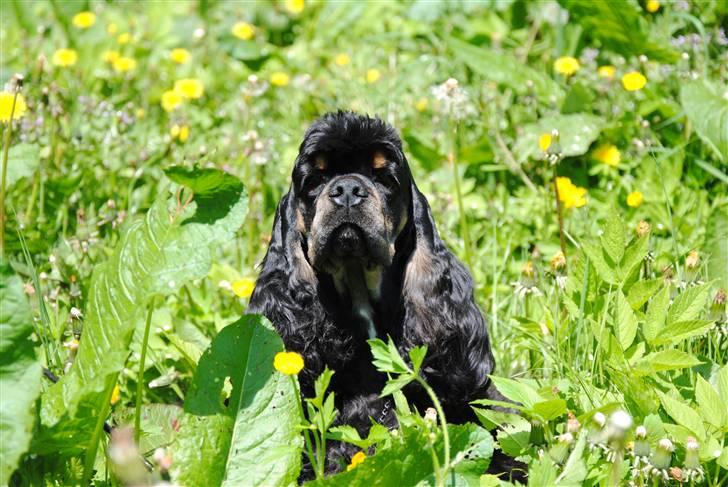 Amerikansk cocker spaniel "Baby" billede 1