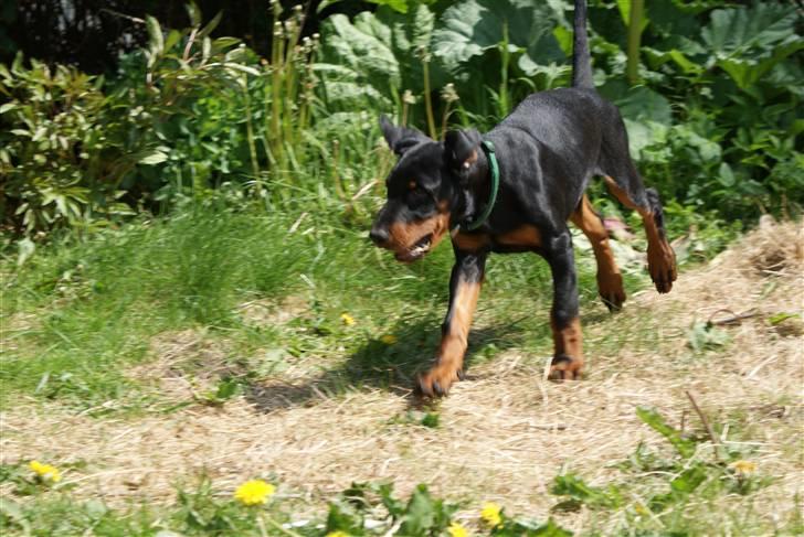 Dobermann Dobergaarden F Chikita billede 10