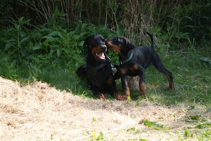 Dobermann Dobergaarden F Chikita billede 11