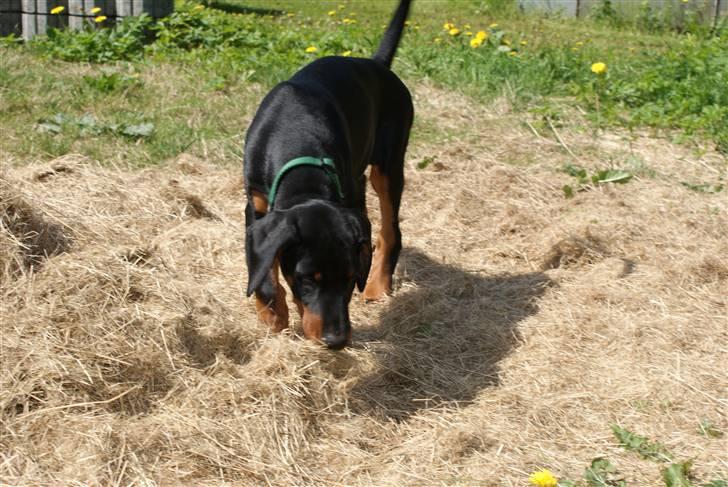Dobermann Dobergaarden F Chikita billede 12