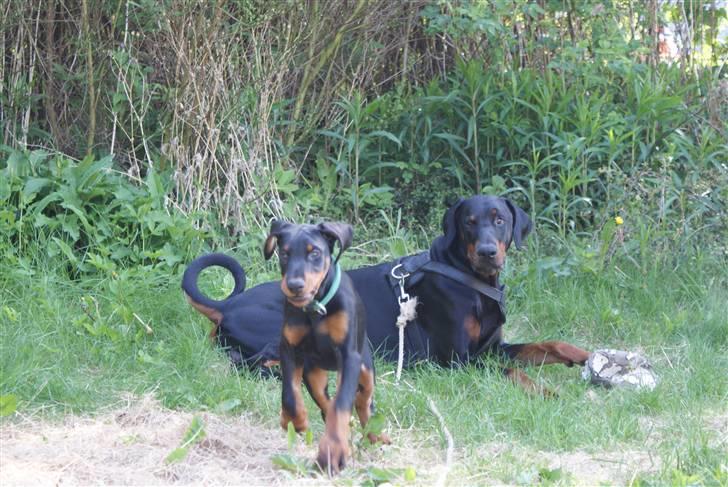 Dobermann Dobergaarden F Chikita billede 13